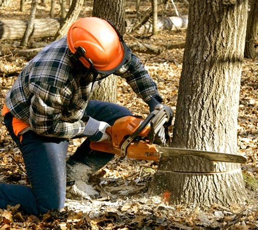 Tree Removal in Milton, TN